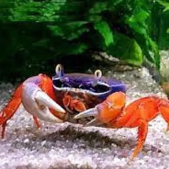 Краб радужный