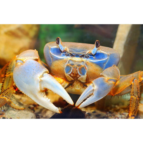 Краб радужный