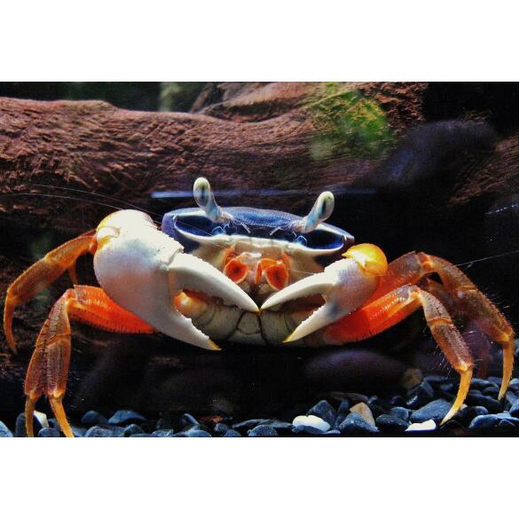 Краб радужный