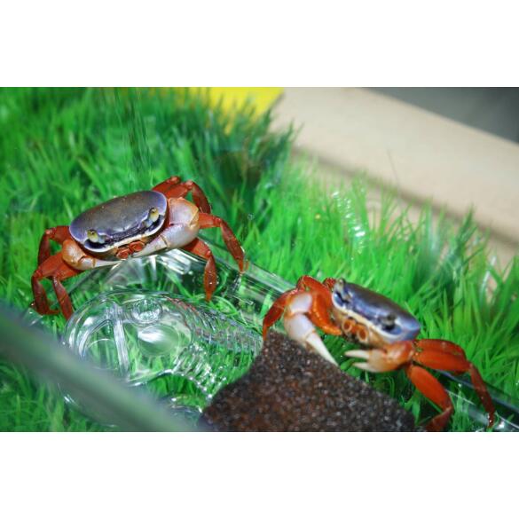 Краб радужный