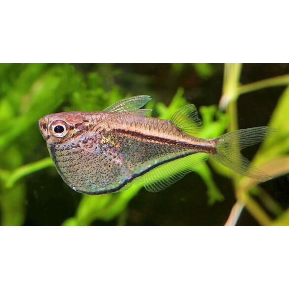 Клинобрюшка (Gasteropelecus)