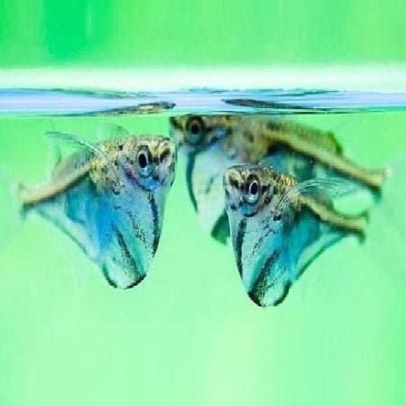 Клинобрюшка (Gasteropelecus)