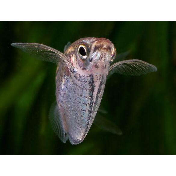 Клинобрюшка (Gasteropelecus)