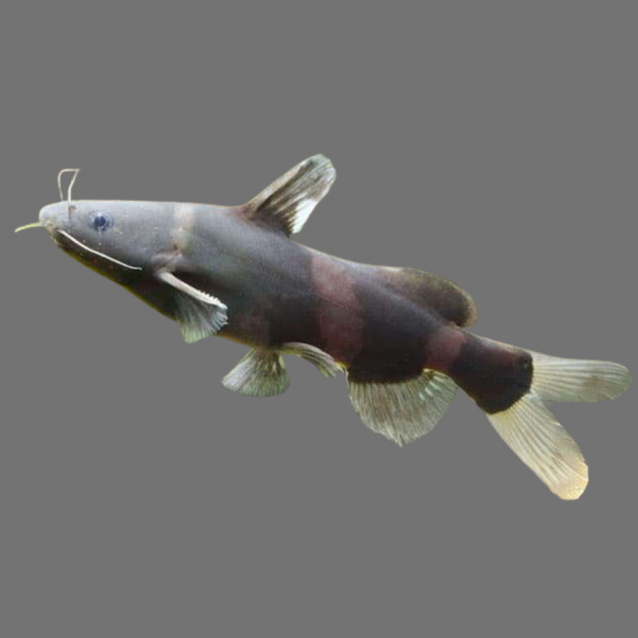 Касатка сиамская (Leiocassis siamensis)