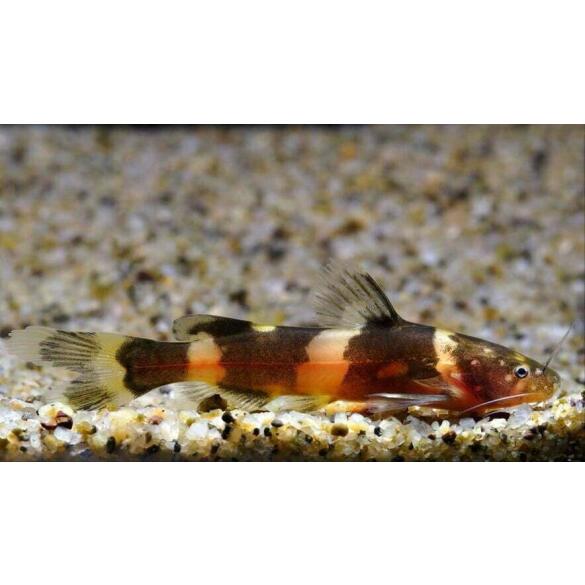 Касатка сиамская (Leiocassis siamensis)