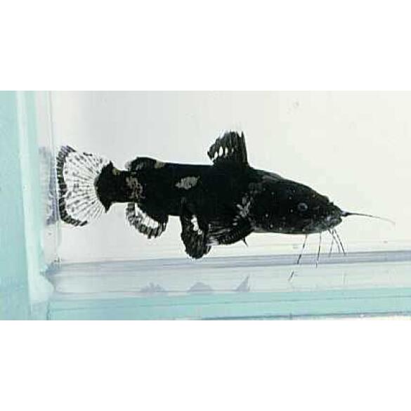 Касатка сиамская (Leiocassis siamensis)