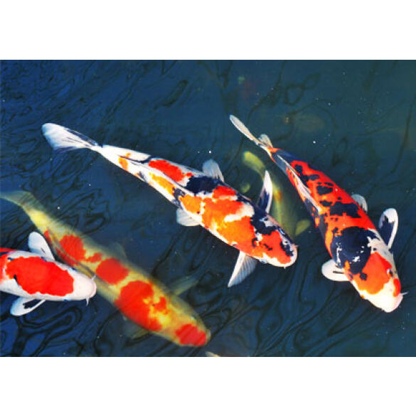 Карп Кои 7-8 см