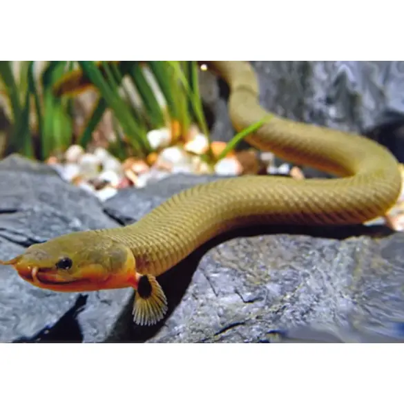 Каламоихт (Erpetoichthys calabaricus)