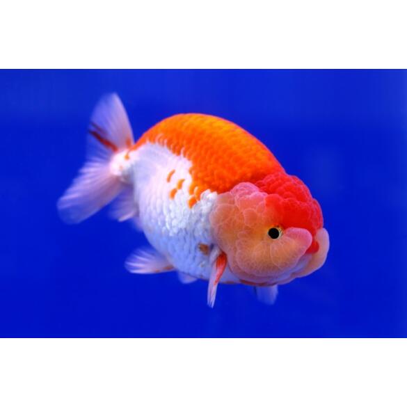 Золотая рыбка (Carassius auratus) Ранчу 5-6см