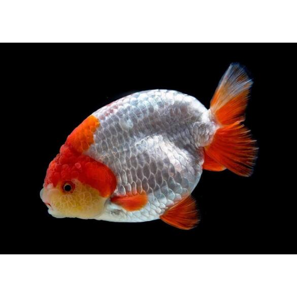 Золотая рыбка (Carassius auratus) Ранчу 5-6см