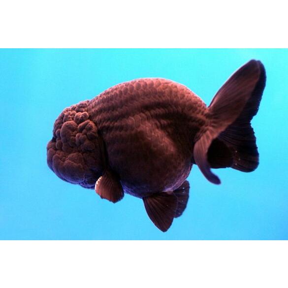 Золотая рыбка (Carassius auratus) Ранчу 5-6см