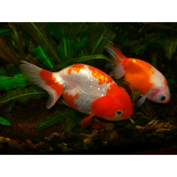 Золотая рыбка (Carassius auratus) Ранчу 5-6см