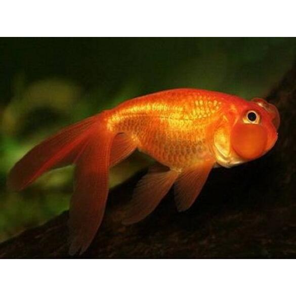 Золотая рыбка (Carassius auratus) Звездочет 5-6см