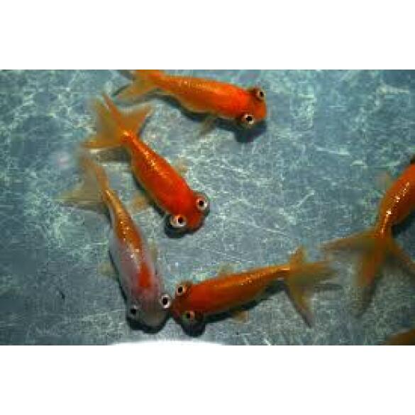 Золотая рыбка (Carassius auratus) Звездочет 5-6см