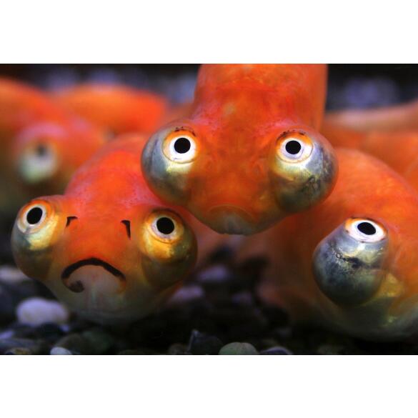 Золотая рыбка (Carassius auratus) Звездочет 5-6см