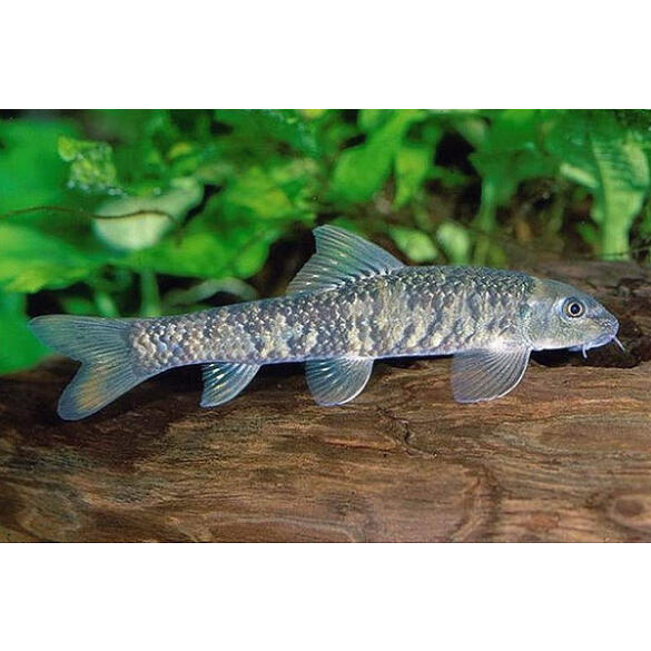 Гарра руфа (Garra rufa) 3-4см