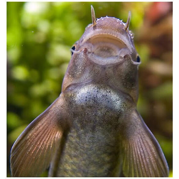 Гарра руфа (Garra rufa) 3-4см