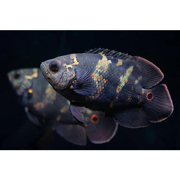 Астронотус Тигровый (Astronotus)