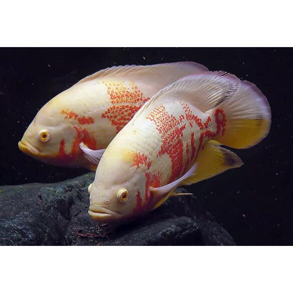 Астронотус (Astronotus) Тигровый Альбинос