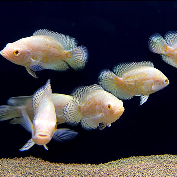 Астронотус (Astronotus) Тигровый Альбинос