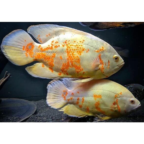 Астронотус (Astronotus) Тигровый Альбинос