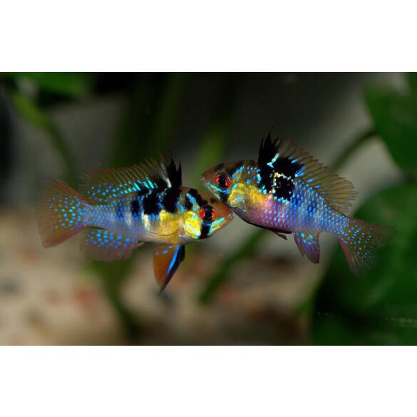 Апистограмма рамирези (Microgeophagus Ramirezi) 3-4см