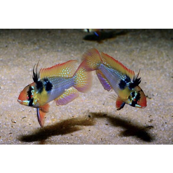 Апистограмма рамирези (Microgeophagus Ramirezi) 3-4см