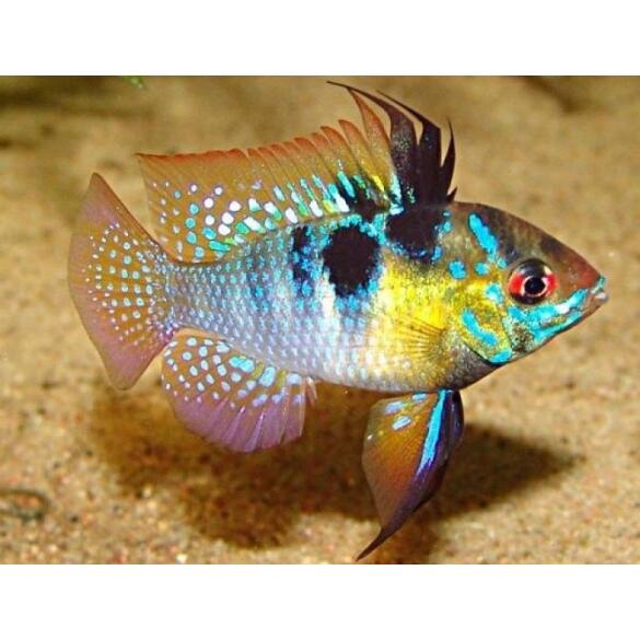 Апистограмма рамирези (Microgeophagus Ramirezi) 3-4см