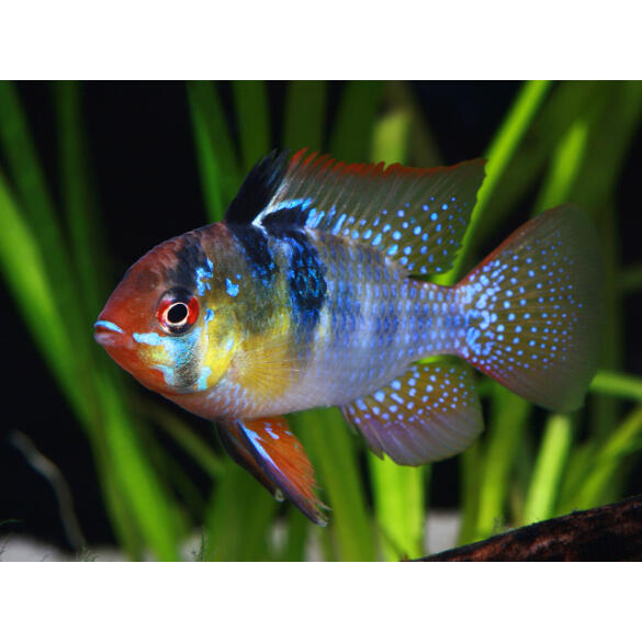 Апистограмма рамирези (Microgeophagus Ramirezi) 3-4см