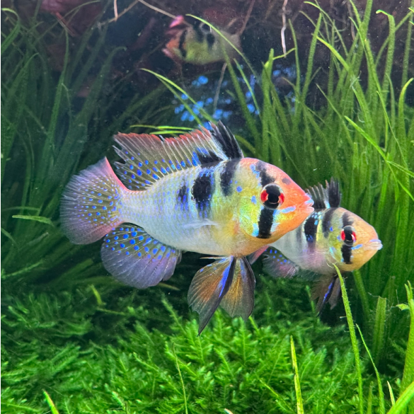 Апистограмма рамирези (Microgeophagus Ramirezi) 3-4см