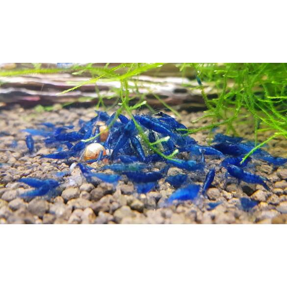 Креветка Голубая Мечта (Neocaridina davidi var. "Blue Dream")