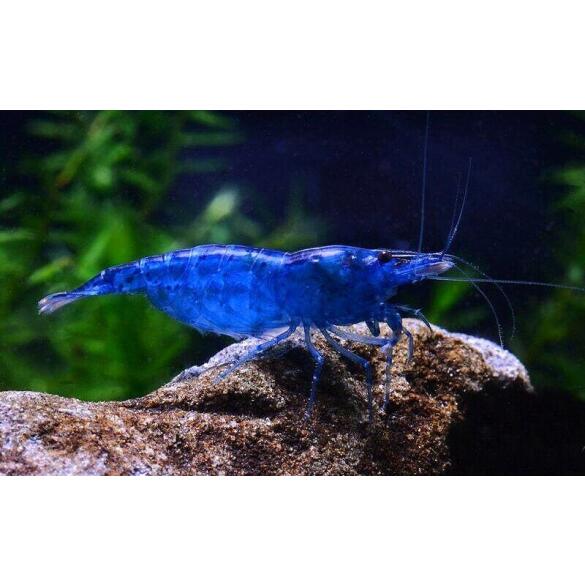 Креветка Голубая Мечта (Neocaridina davidi var. "Blue Dream")