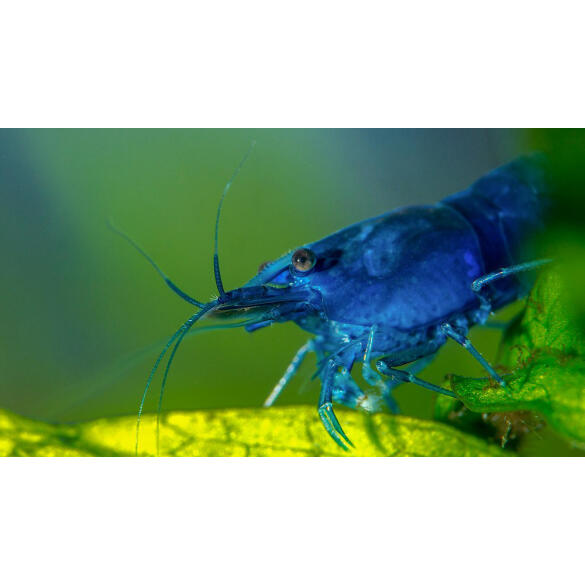Креветка Голубая Мечта (Neocaridina davidi var. "Blue Dream")