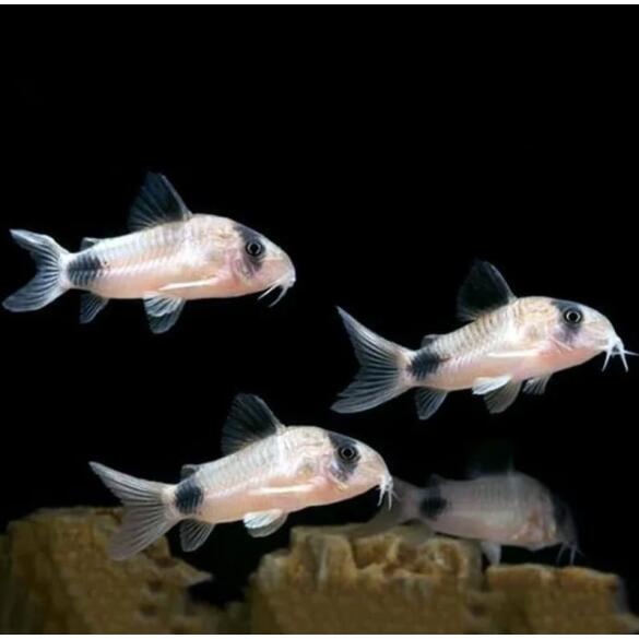 Сом Коридорас Панда (Coridoras panda)