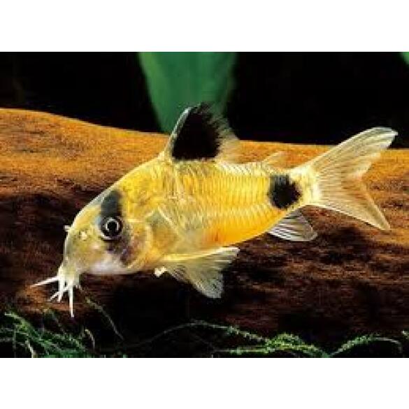 Сом Коридорас Панда (Coridoras panda)