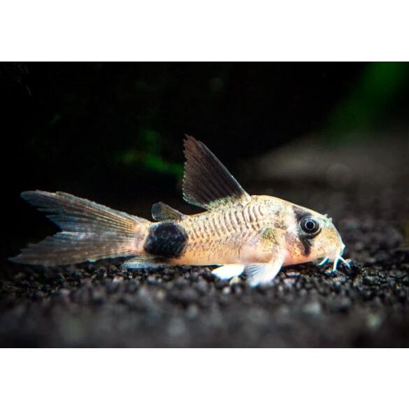 Сом Коридорас Панда (Coridoras panda)