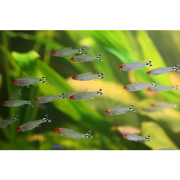 Тетра Родостомус (rhodostomus)