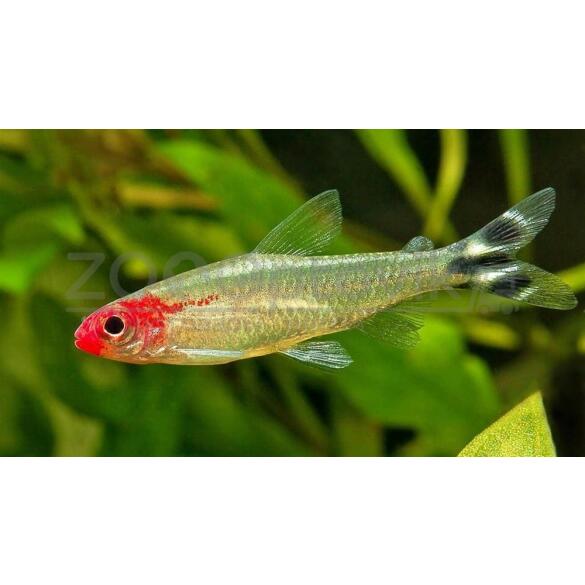 Тетра Родостомус (rhodostomus)