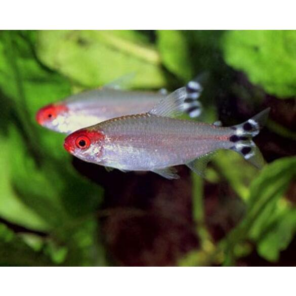 Тетра Родостомус (rhodostomus)