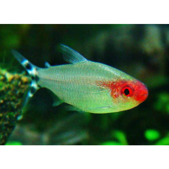 Тетра Родостомус (rhodostomus)