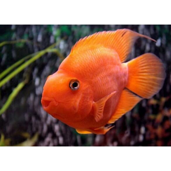 Попугай Красный (Parrot Cichlid) 3-4см