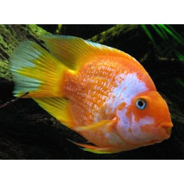 Попугай Красный (Parrot Cichlid) 3-4см