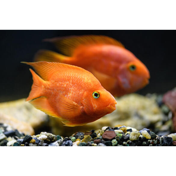 Попугай Красный (Parrot Cichlid) 3-4см