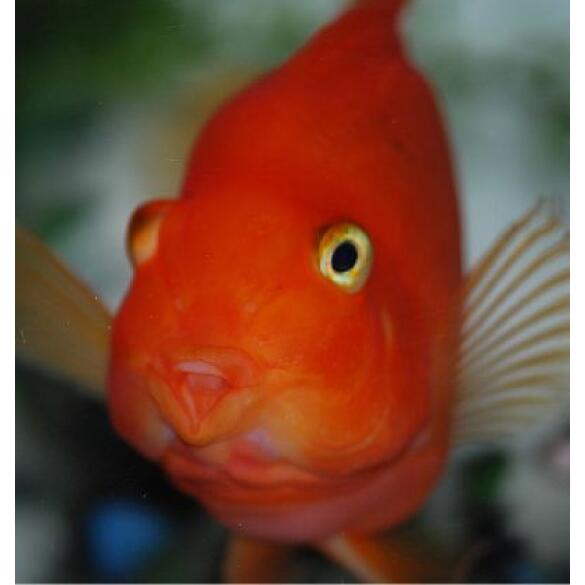 Попугай Красный (Parrot Cichlid) 3-4см