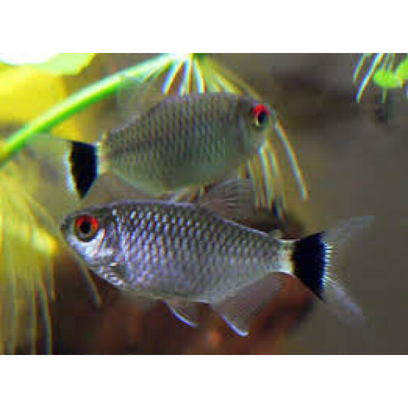 Тетра красноглазая Филомена (Moenkhausia sanctaefilomenae)