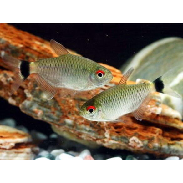 Тетра красноглазая Филомена (Moenkhausia sanctaefilomenae)
