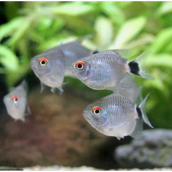 Тетра красноглазая Филомена (Moenkhausia sanctaefilomenae)