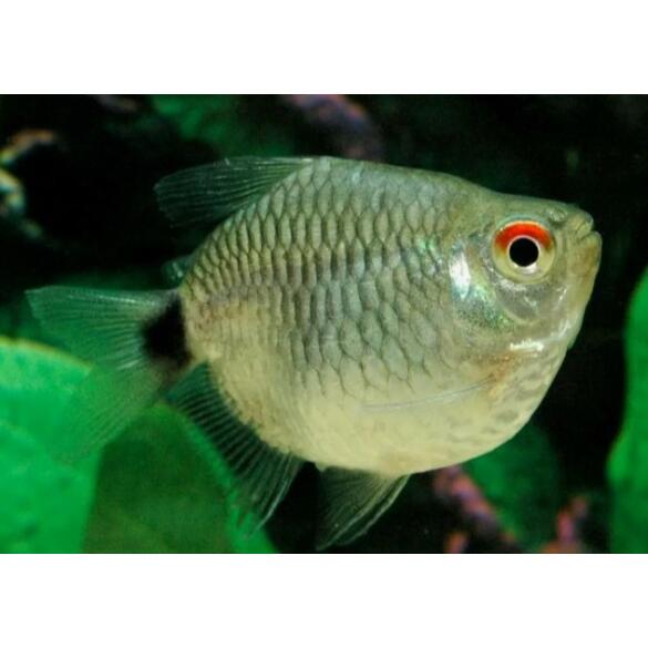 Тетра красноглазая Филомена (Moenkhausia sanctaefilomenae)