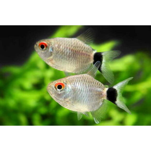 Тетра красноглазая Филомена (Moenkhausia sanctaefilomenae)