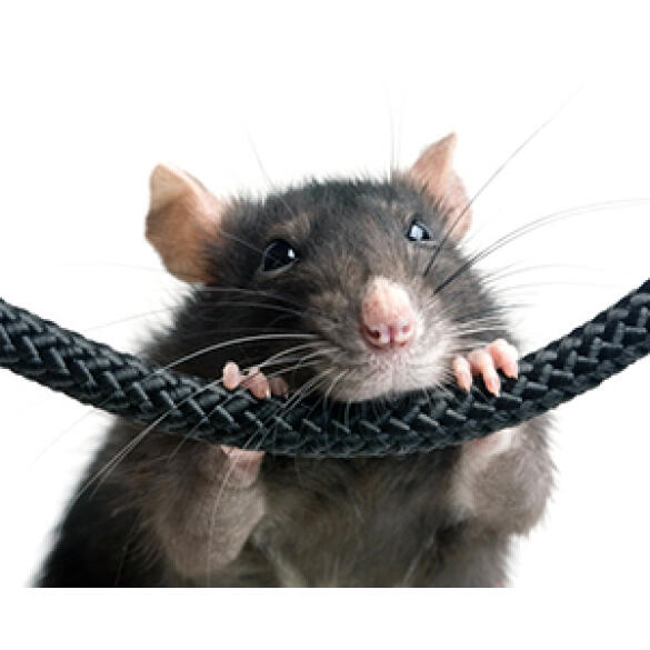 Крыса Декоративная